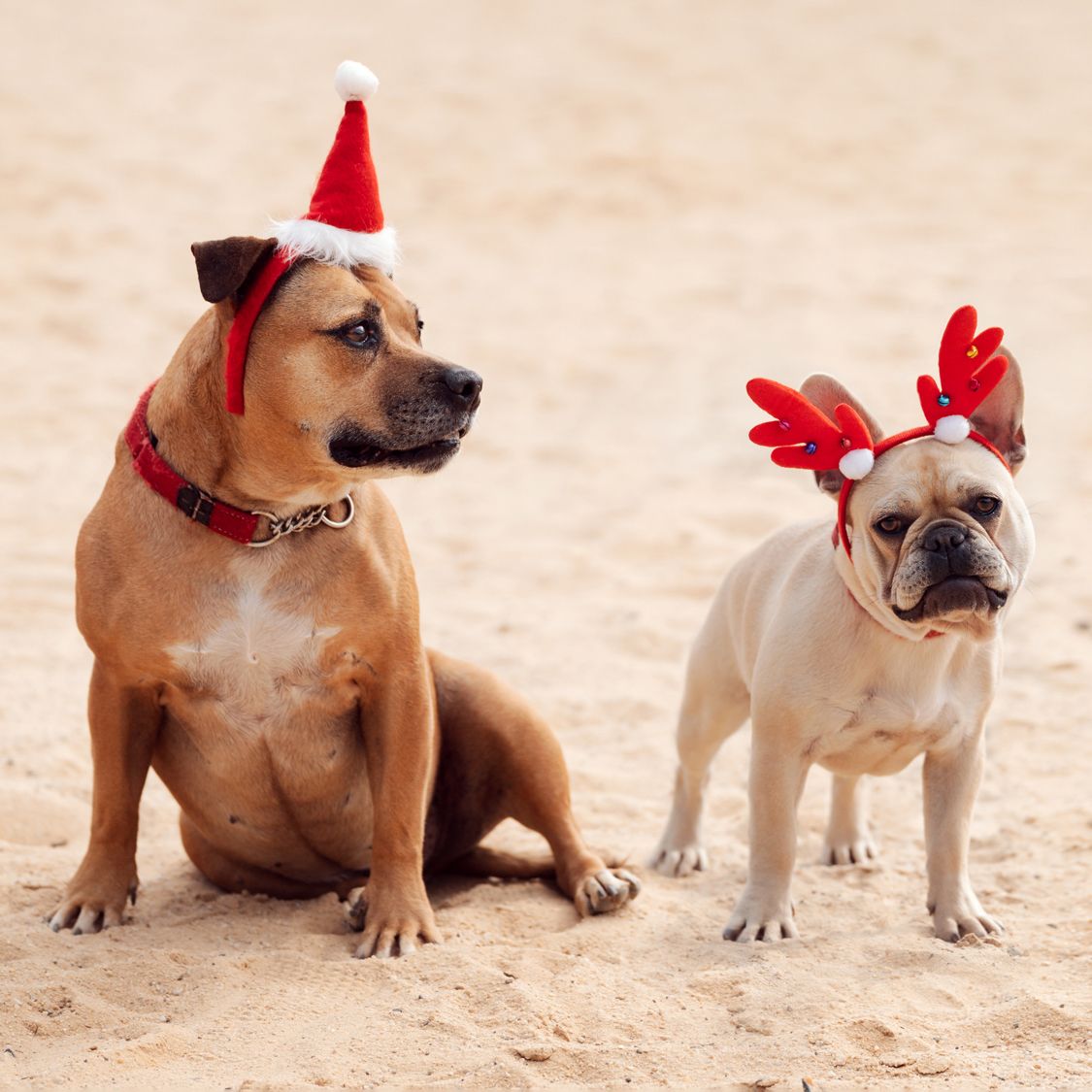 dog photoshoot in with christmas themed props in rouse hill