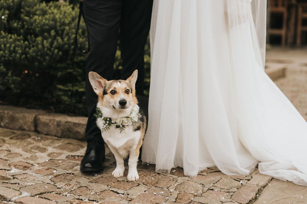 A white corgi dog sits attentively on cobblestones between formal wedding attire at an outdoor ceremony.