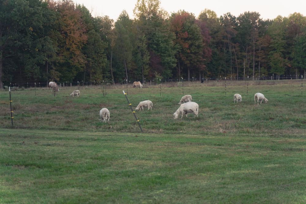 A field of sheep at the backyard barn wedding of Jasmine and Kevin in South Haven, Michigan.