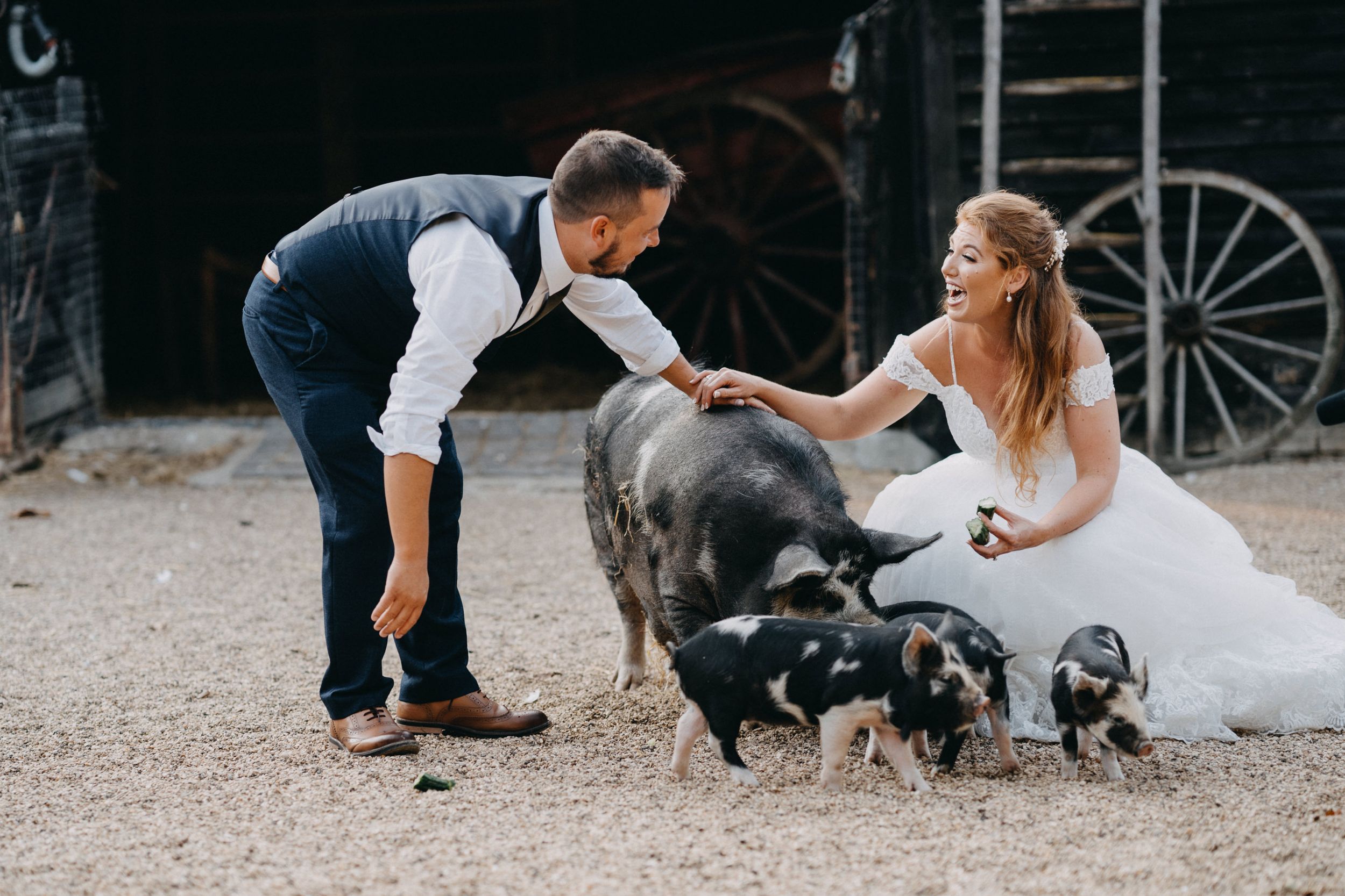 Couple in wedding attire petting black pig and piglets on gravel path at South Farm, Cambridgeshire.