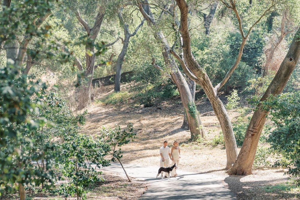 A wooded trail winding through a lush forest with dappled sunlight filtering through the trees.