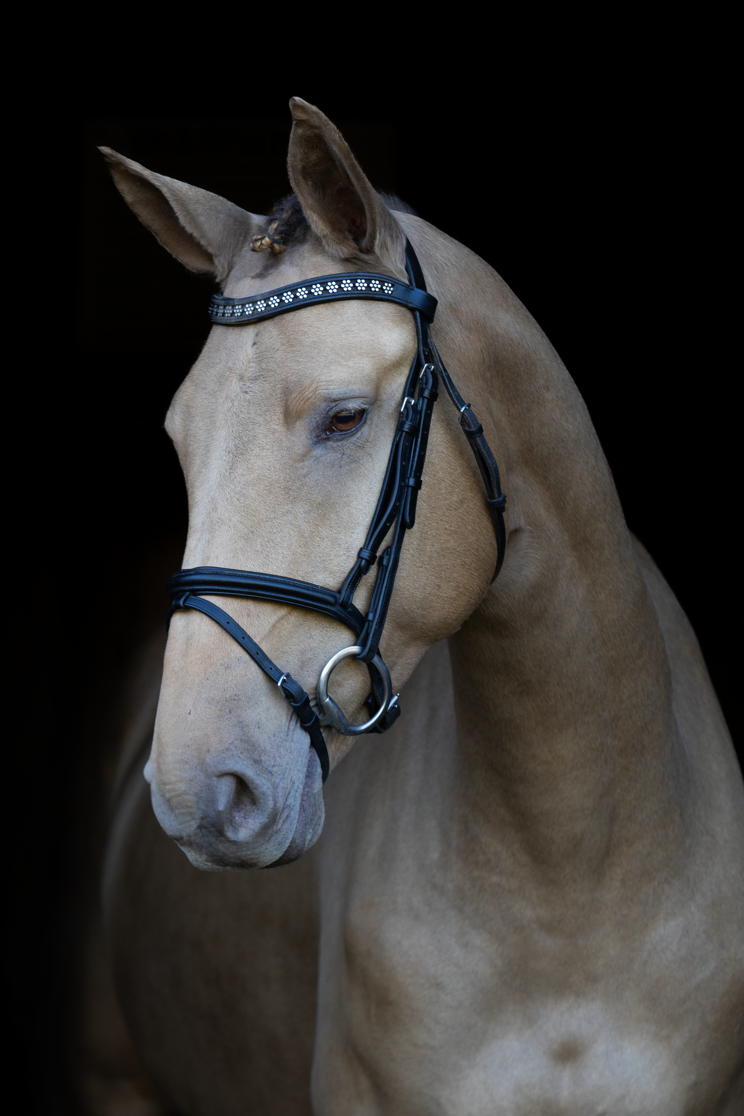 Portrait of a cream colored horse wearing an elegant bridle with crystal decorations against black background.