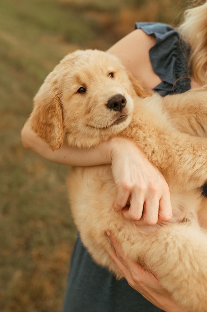 Close up of smiling golden retriever puppy being held in arms wearing blue dress.
