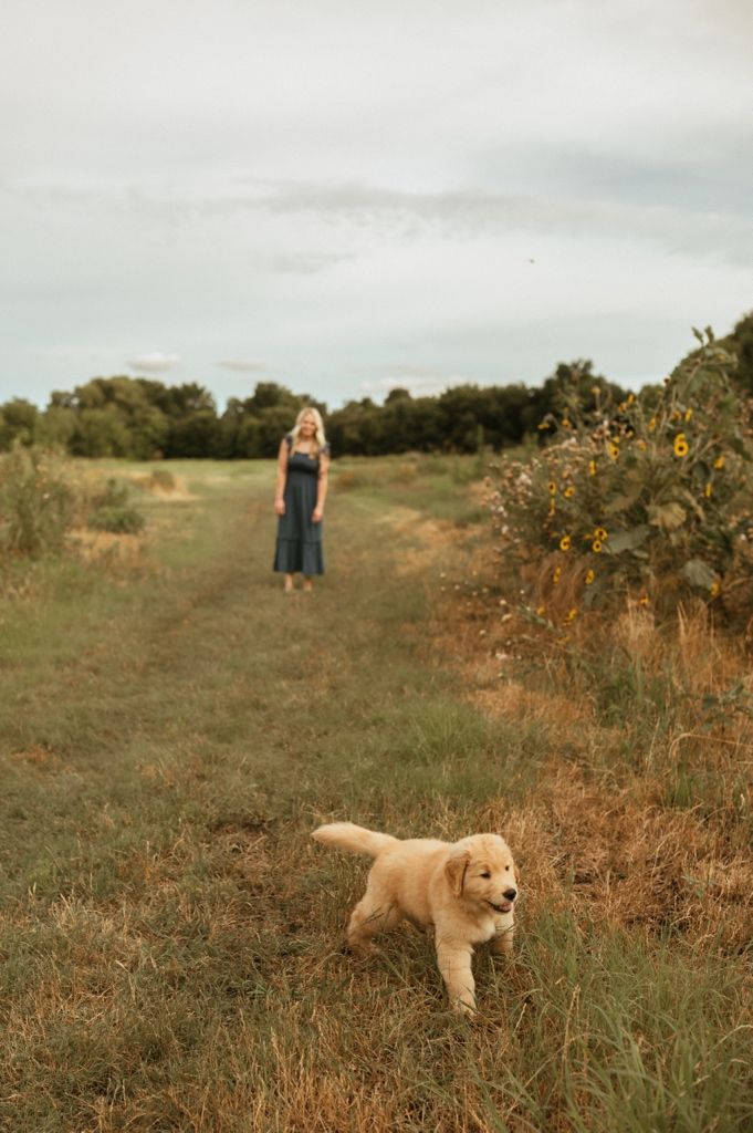 Golden retriever puppy plays on a rustic path through a wildflower meadow on a summer evening.