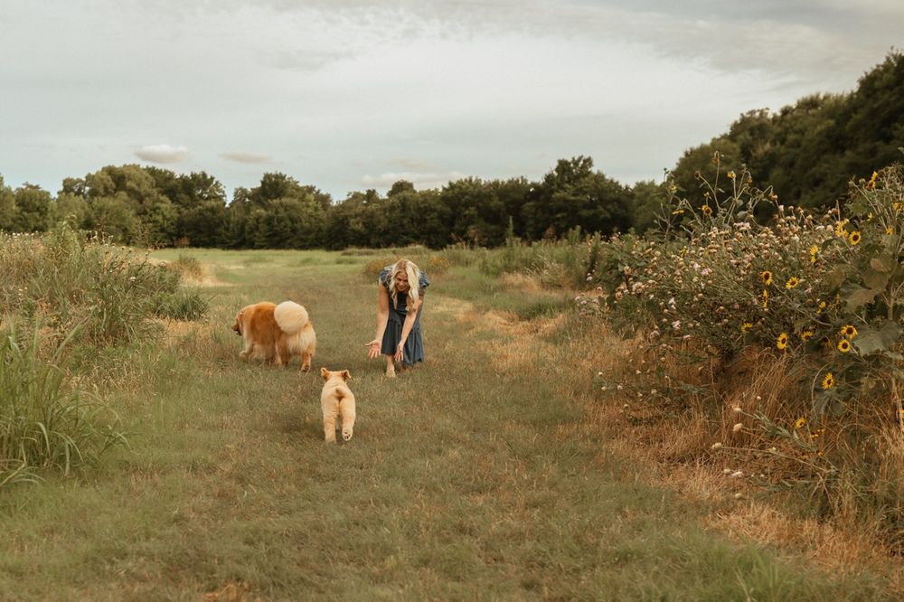 Young cows graze along a rustic dirt path bordered by autumn foliage and dried grasses in a pastoral landscape.