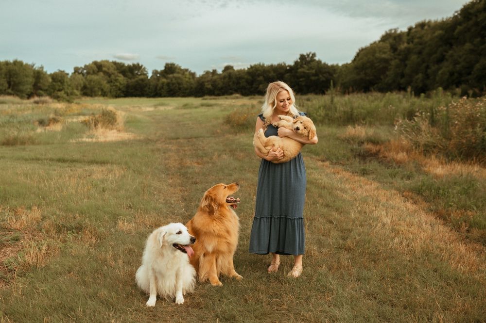Golden retriever and great pyrenees dogs pose with owner in blue dress holding cat in golden field at sunset.