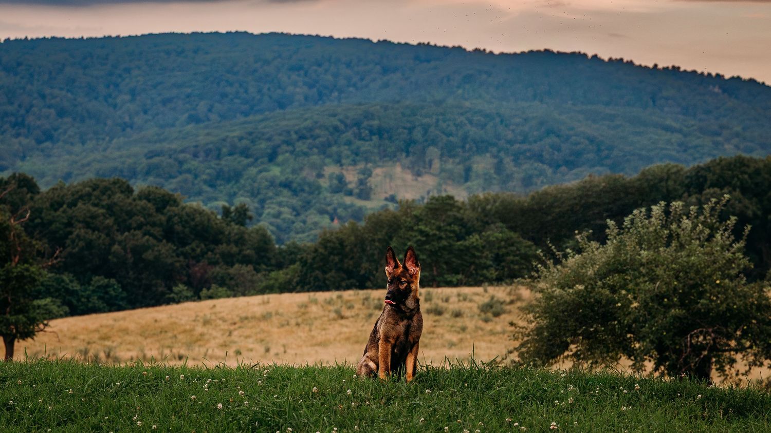 Stormy skies and rolling hills are behind a German Shepherd puppy with a little blep. Taken in Paris, Virginia.