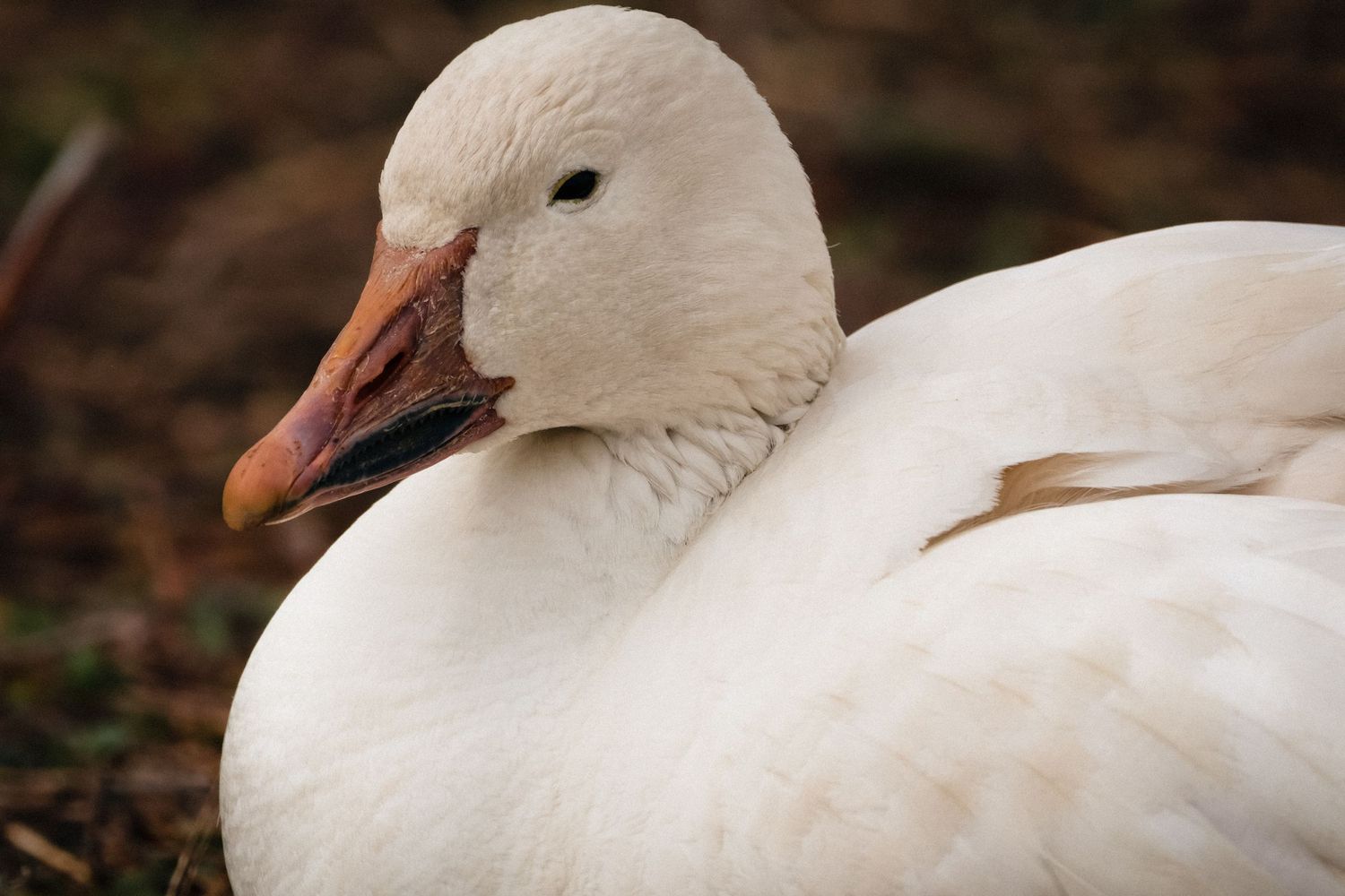 A close-up profile view of a white coscoroba swan with pink beak and distinctive black eye against a dark background.