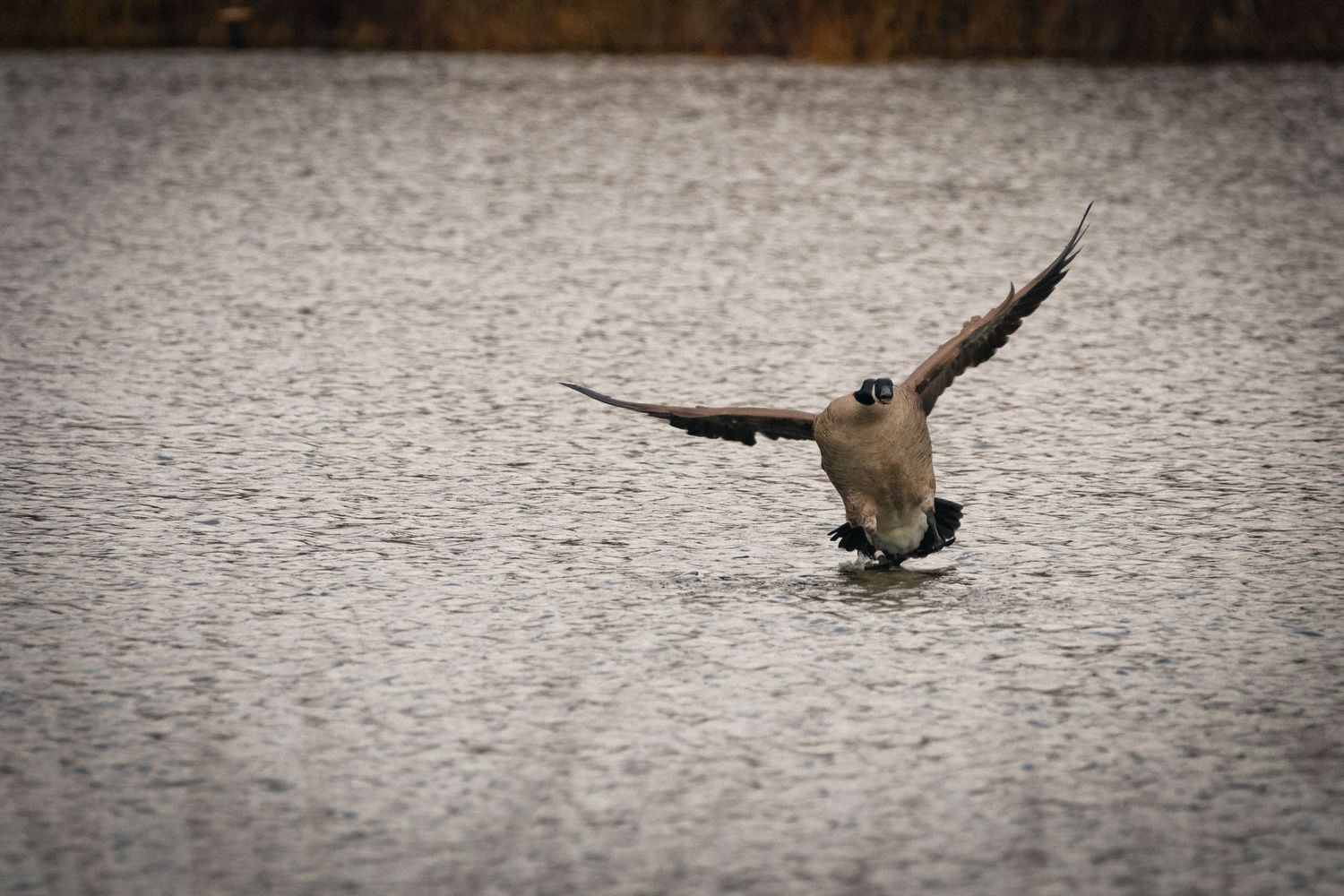 A Canada goose lands gracefully on a rippling water surface with wings spread wide.