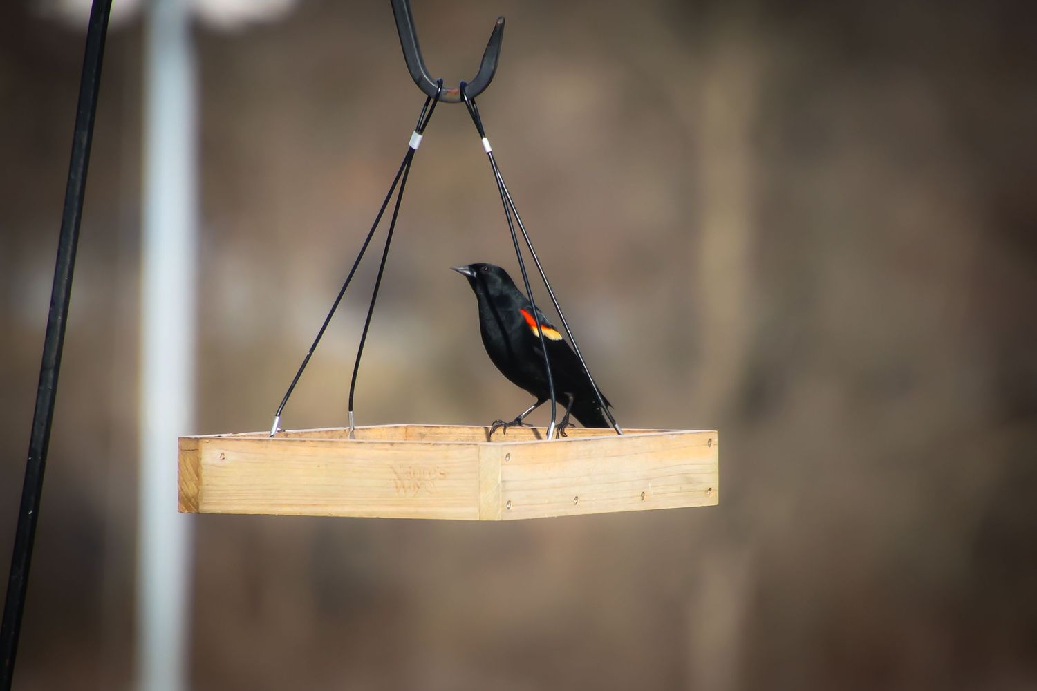 A red-winged blackbird perches on a wooden platform bird feeder against a blurred natural background.