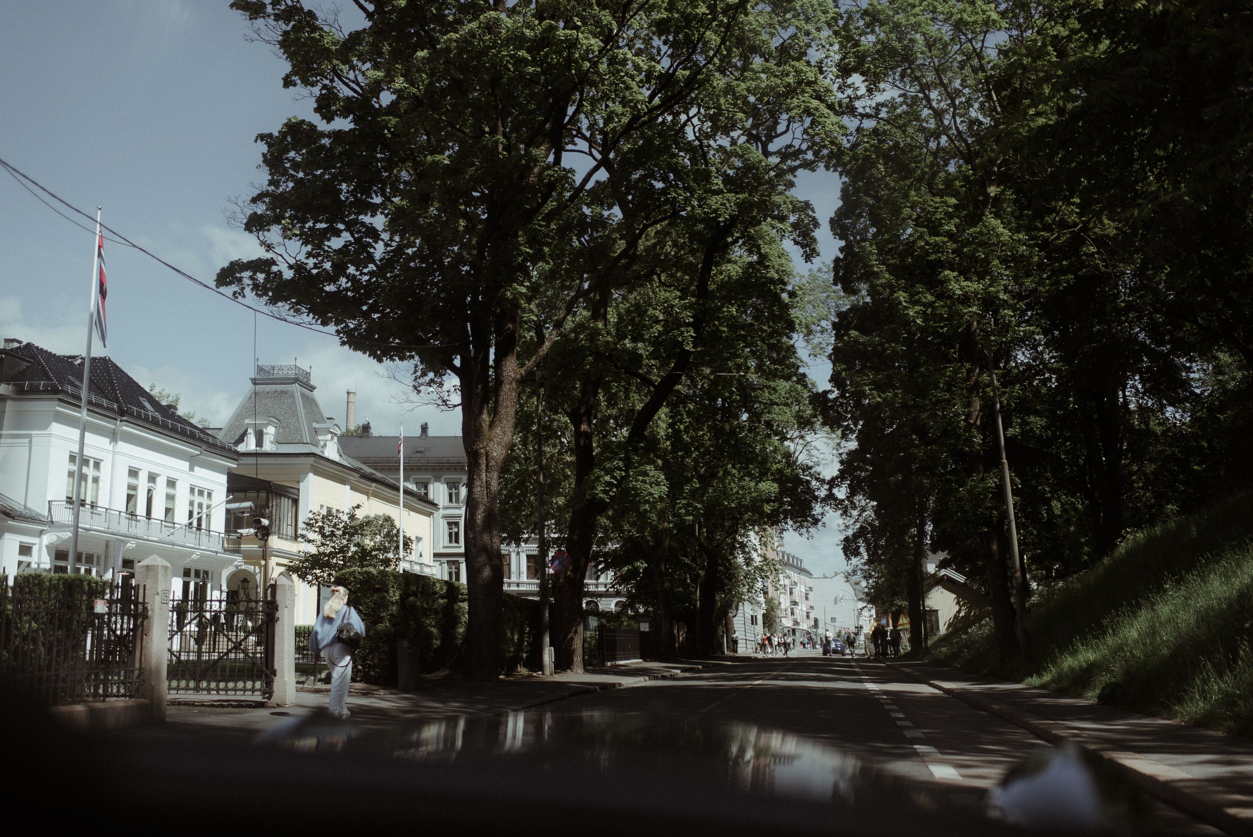 A moody street scene with tall trees and historic buildings in vintage style.