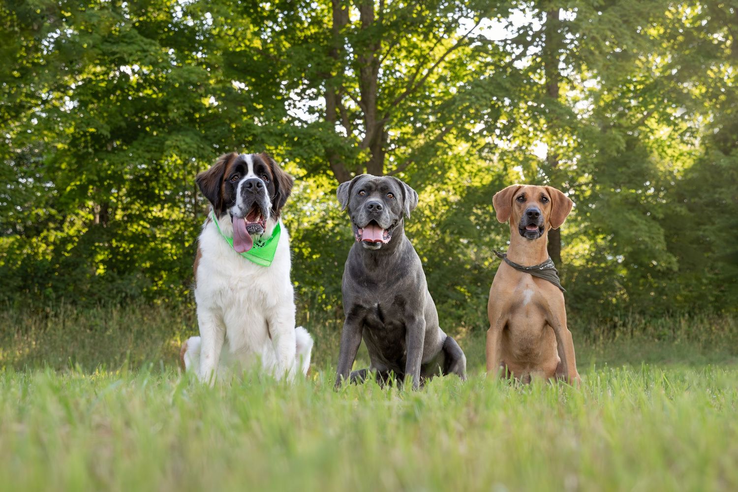 Three large dogs - a Saint Bernard, Neapolitan Mastiff, and Great Dane - sit together in a grassy field on a sunny day.