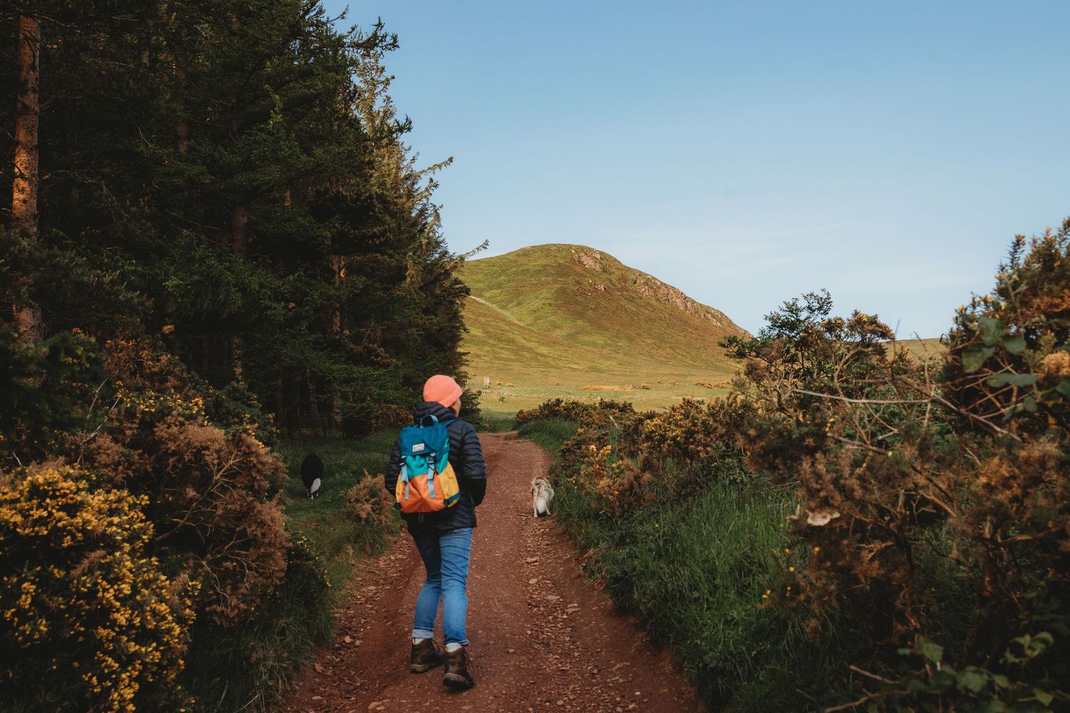 Two people walk a dog along a scenic dirt trail surrounded by blooming gorse and mountains in springtime.