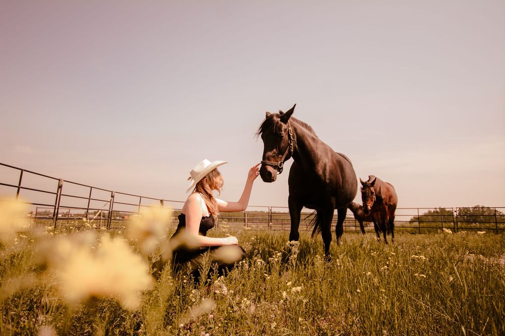 Golden sunset scene of a person sitting in a field reaching out to pet a dark brown horse while another horse grazes nearby.