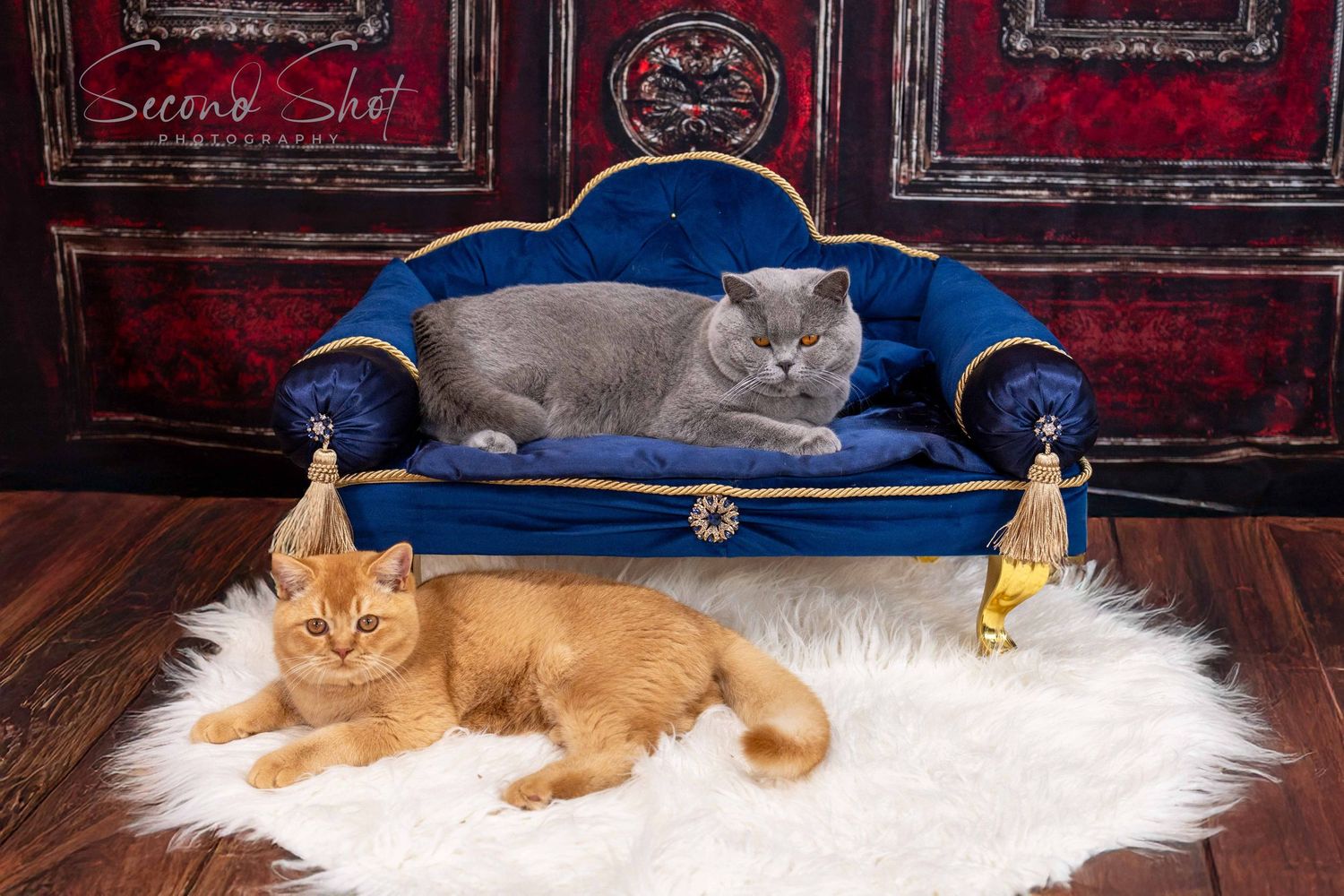 Two cats lounging elegantly, a grey one on a blue velvet sofa and an orange one on a white fur rug in an ornate room.
