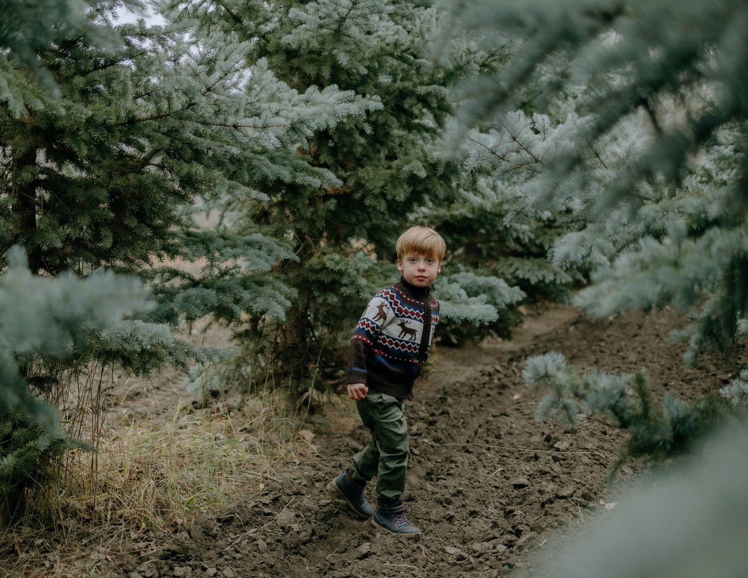 A small child explores a forest path surrounded by evergreen trees.