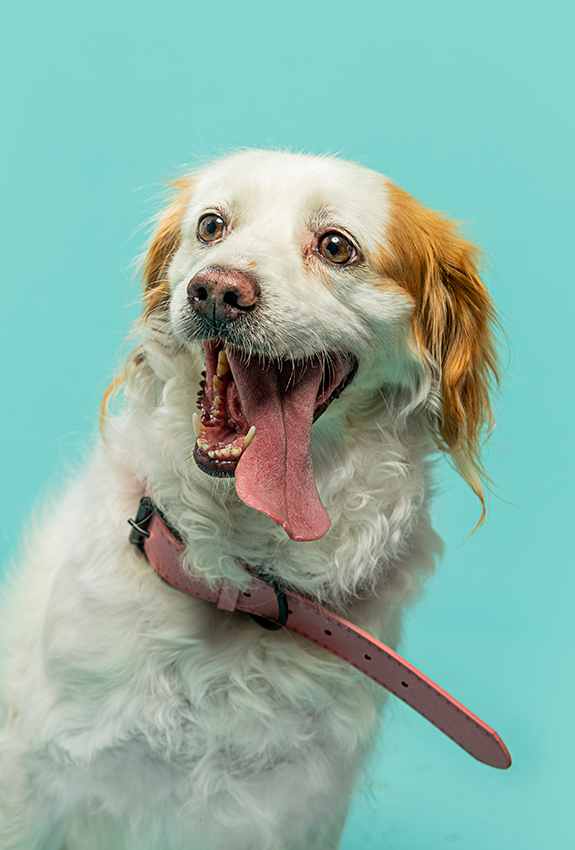 Happy white and tan dog with floppy ears wearing a collar smiles at camera against teal backdrop.