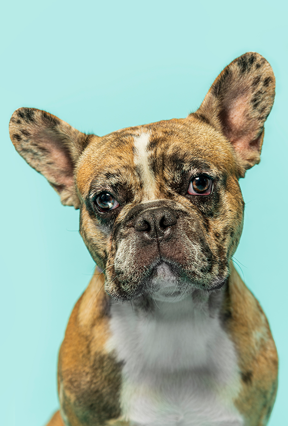 French Bulldog with brindle coat and distinctive wrinkled face gazes directly at camera on blue background.