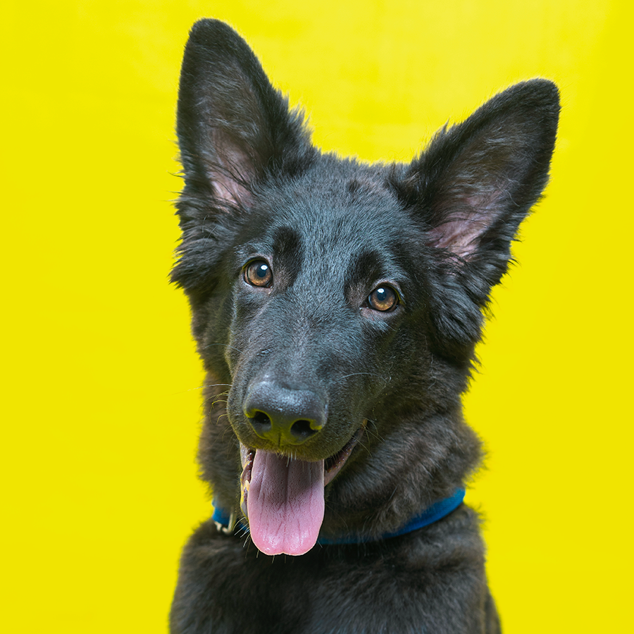 Pet photography DC
