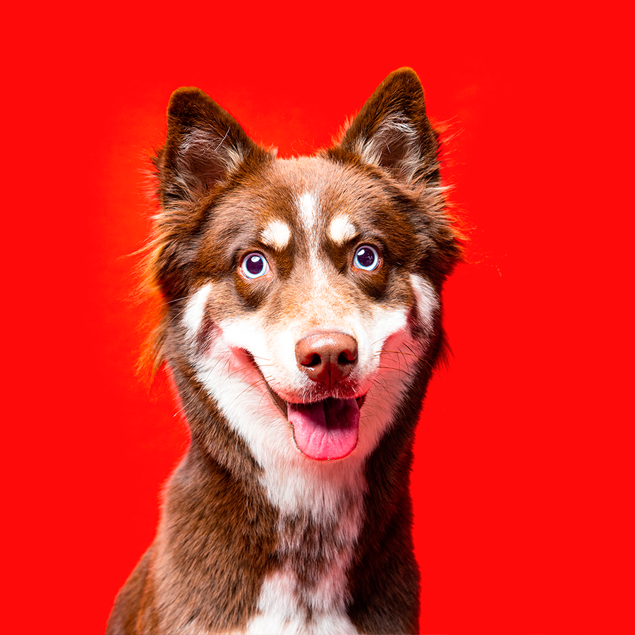 Pet photography DC
