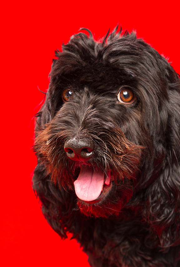 Black shaggy dog with scruffy beard and happy expression photographed against vibrant red background.