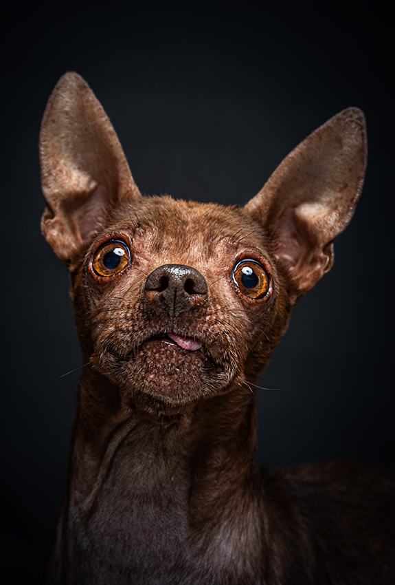 Close-up portrait of small brown dog with large ears and wide eyes against dark background.