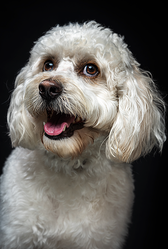 Pet photography DC