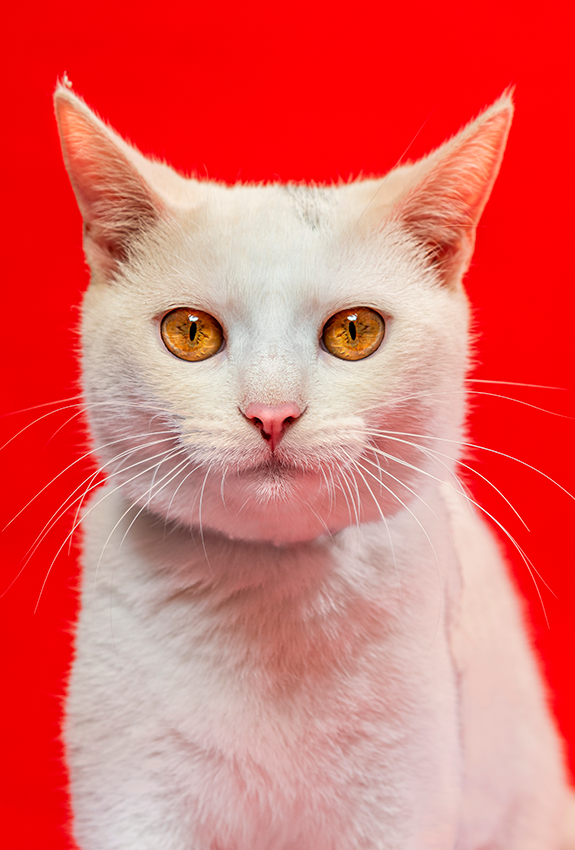 Close-up portrait of a white cat with striking amber eyes against a bright red background.