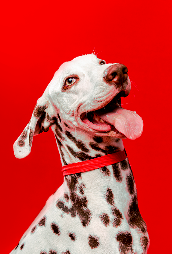 A happy Dalmatian dog with spots and a red collar looking up against a bright red background.