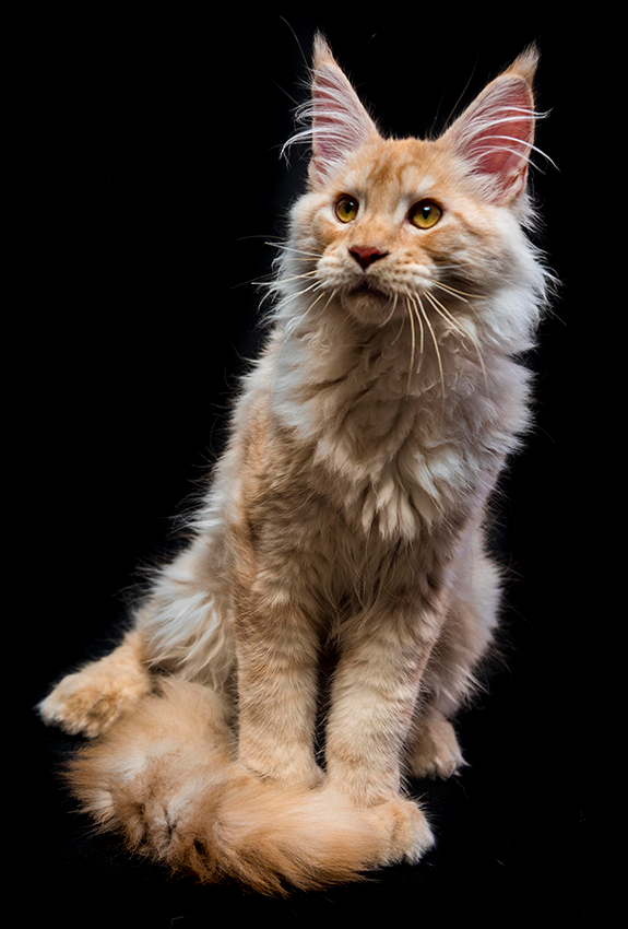 A majestic Maine Coon cat with cream and ginger fur sits upright against a black background showing its distinctive ear tufts.