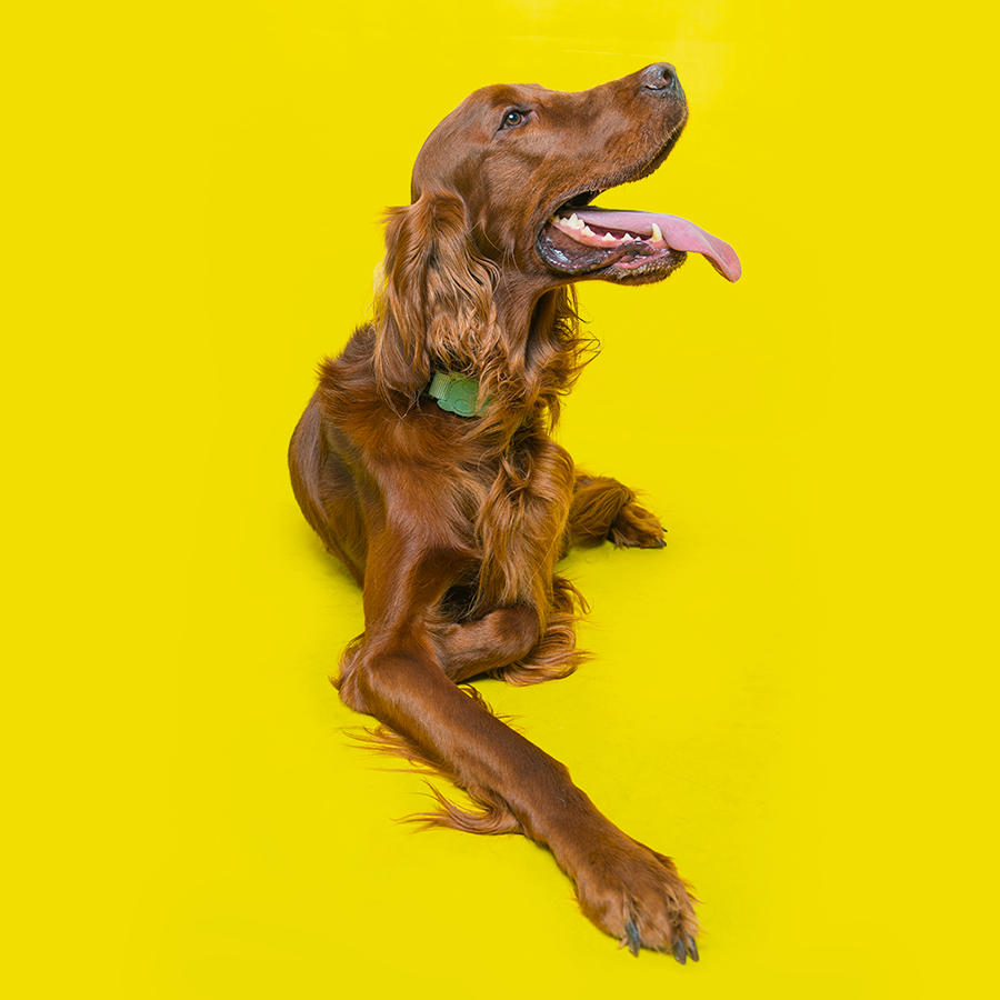 Pet photography DC
