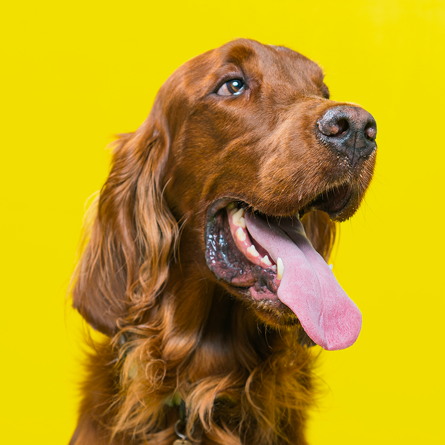 Pet photography DC