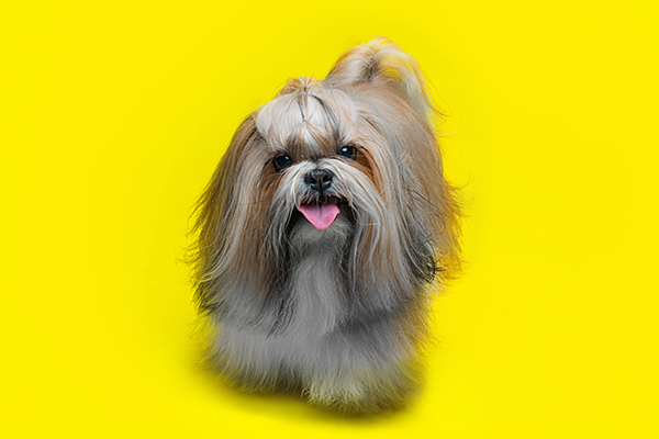 Shih Tzu dog with long flowing fur sticks tongue out against bright yellow background.