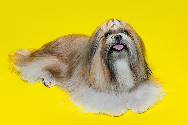 Long-haired Shih Tzu dog with tan and white fur lounges elegantly against yellow backdrop.
