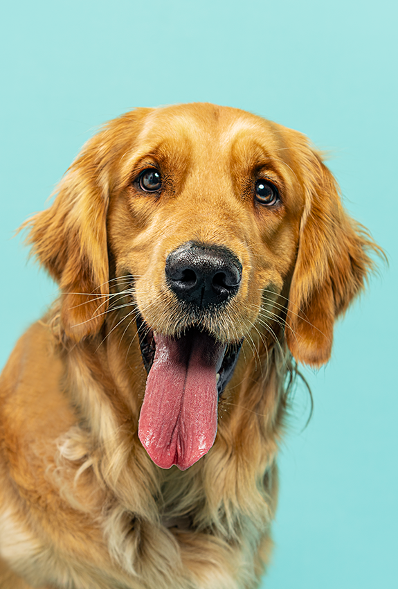 A happy golden retriever with tongue out looking at camera against turquoise background.