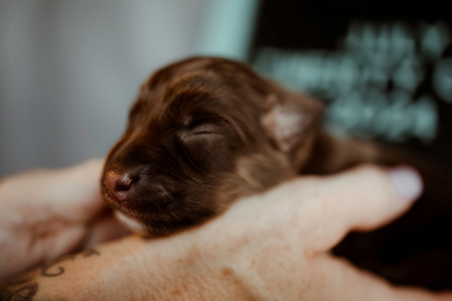 Sleepy brown puppy with closed eyes resting in gentle hands.