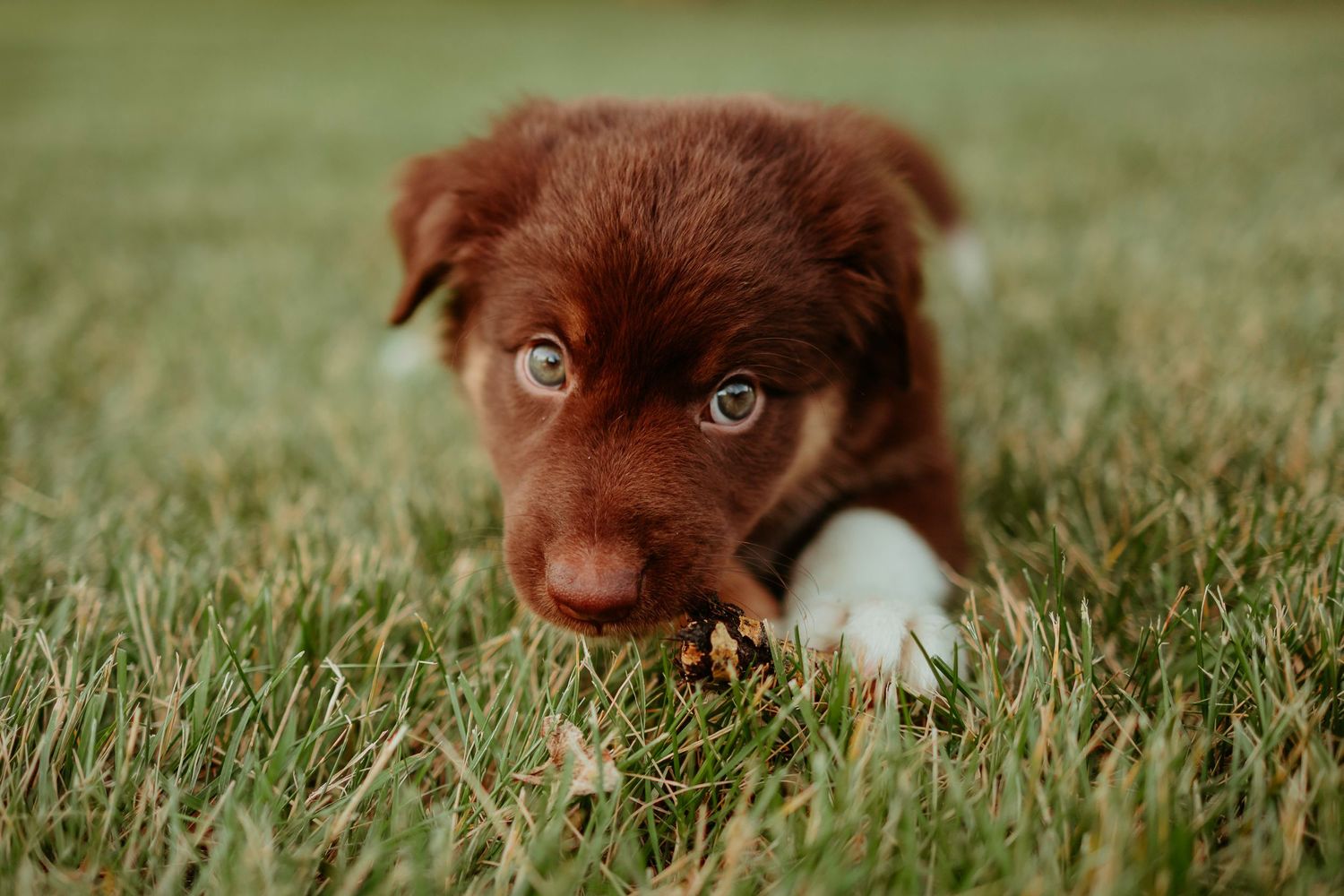 Close-up of a chocolate brown puppy with blue eyes playing with toy in grass.