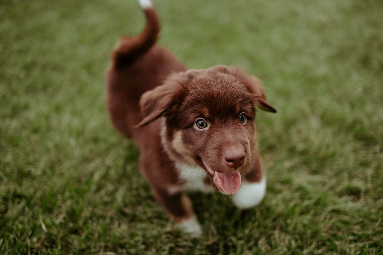 Happy brown puppy with white markings looking up at camera while playing in grass.