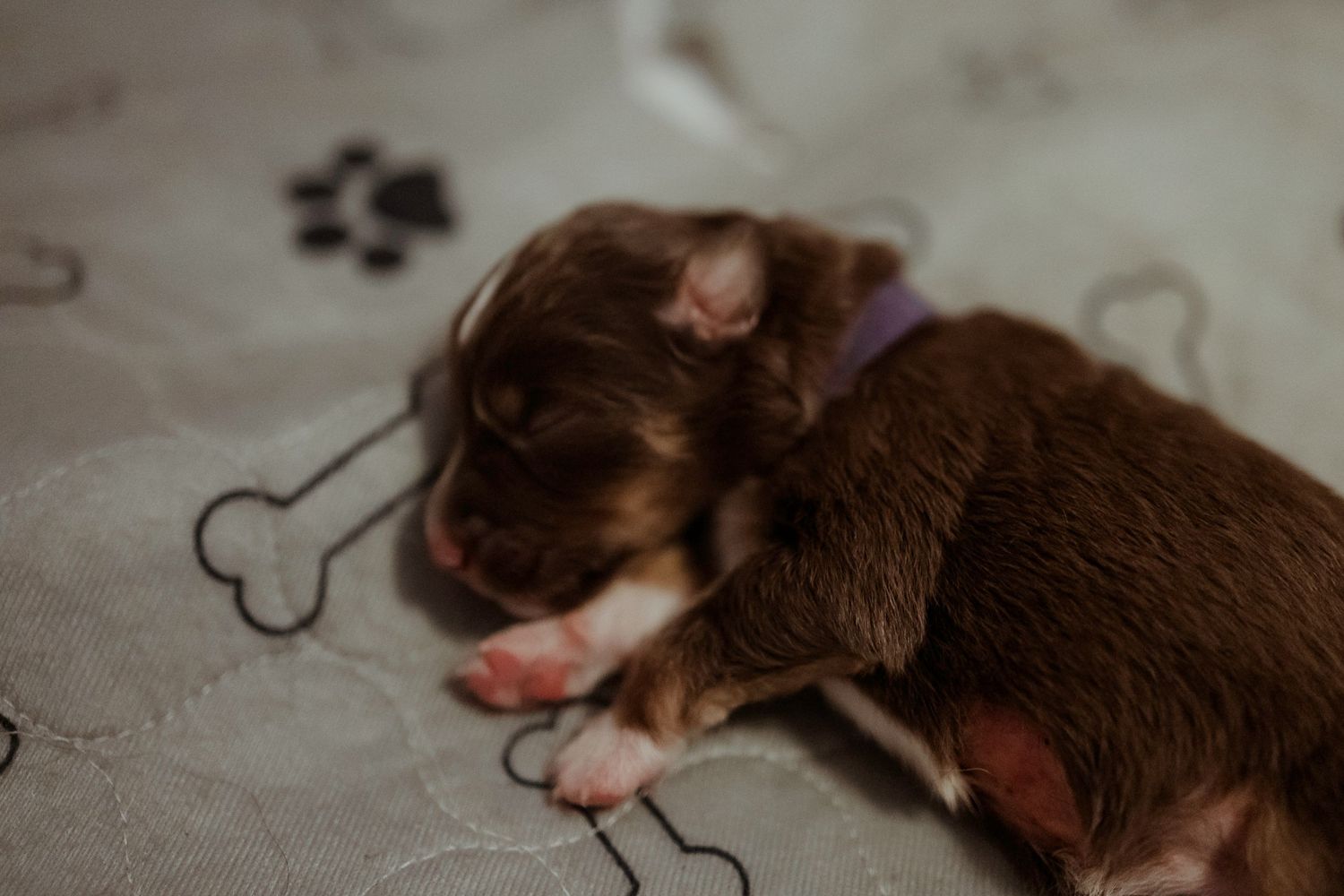 Sleepy brown and white puppy resting on patterned blanket.