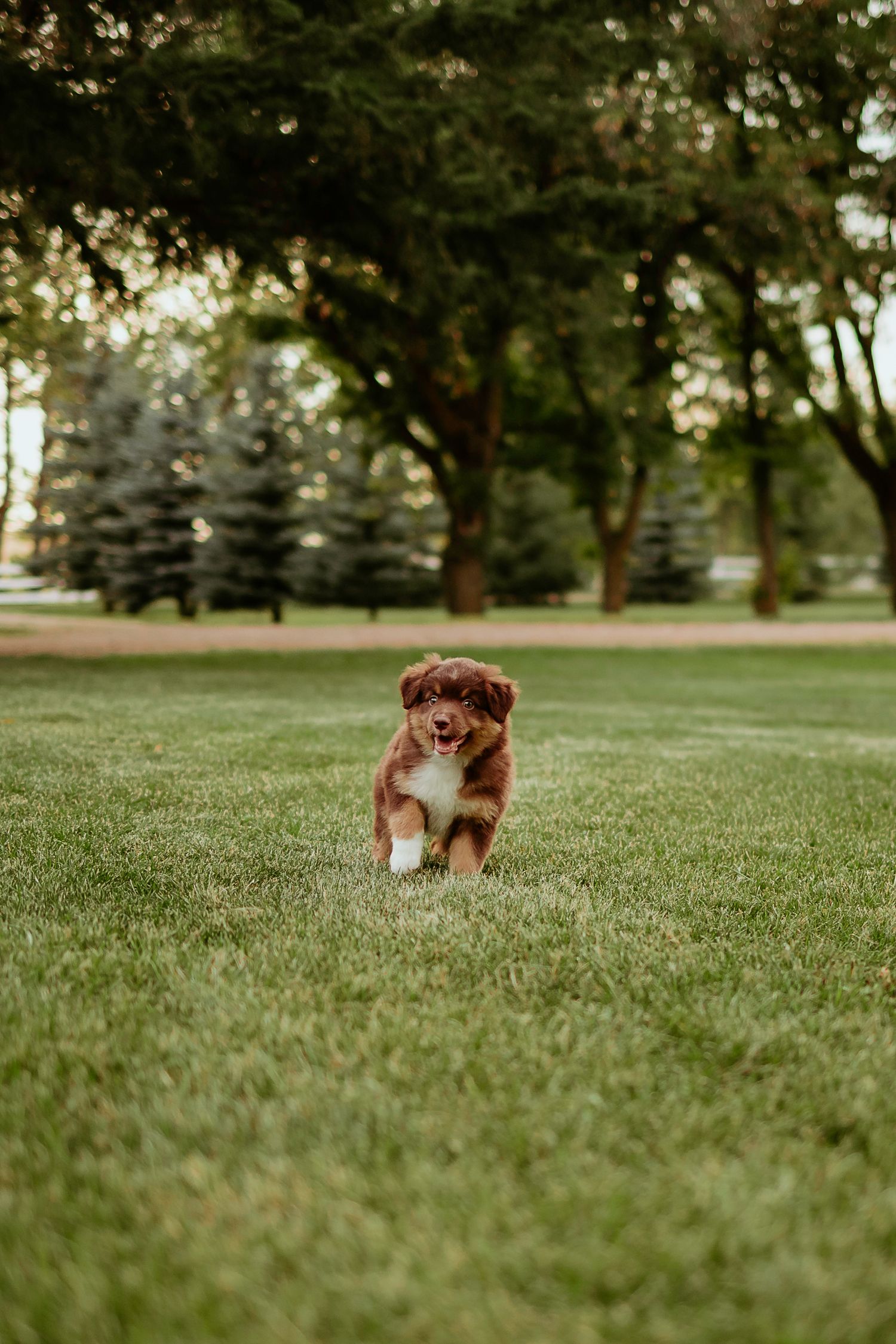 Energetic brown puppy bounding through grass in park with trees in background.