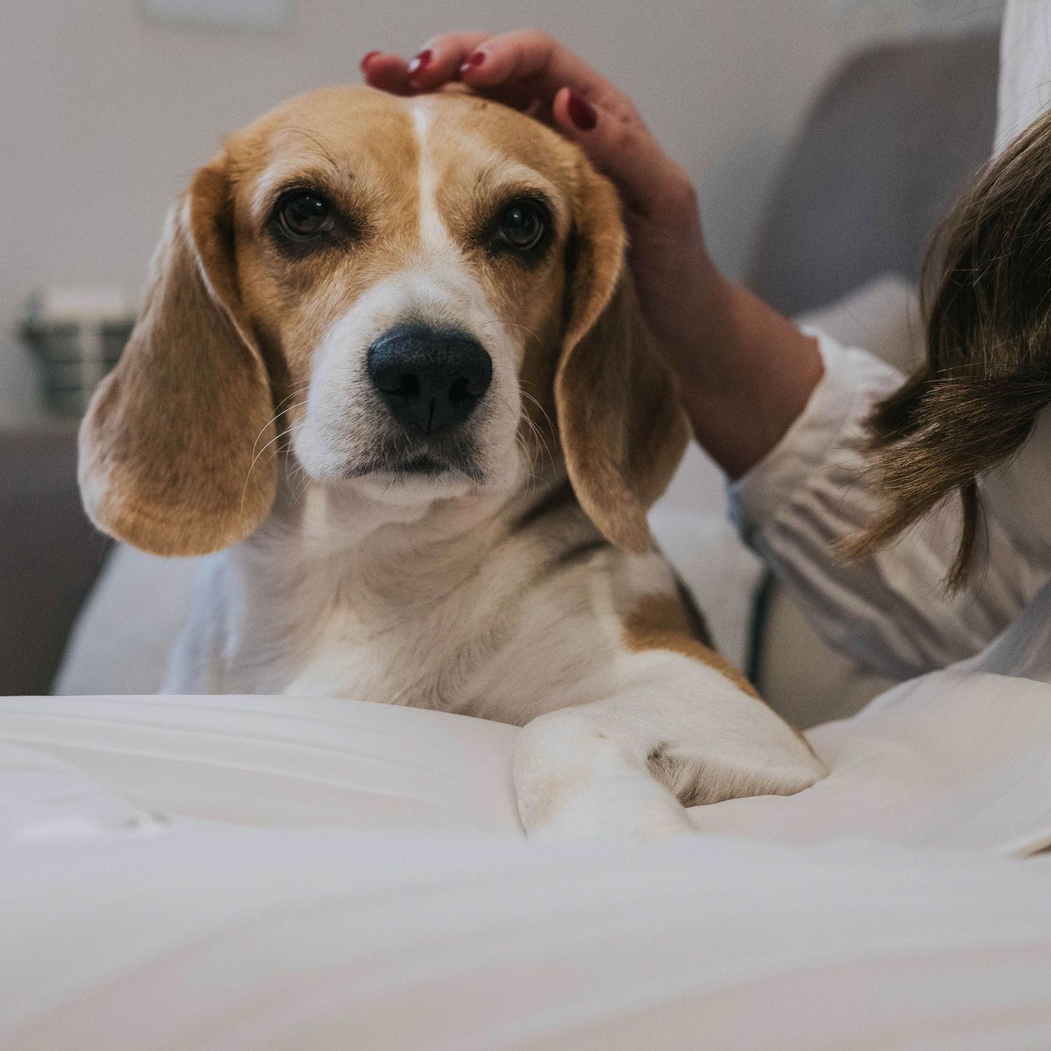 fotografía de perros en madrid, sesion de fotos con mascotas