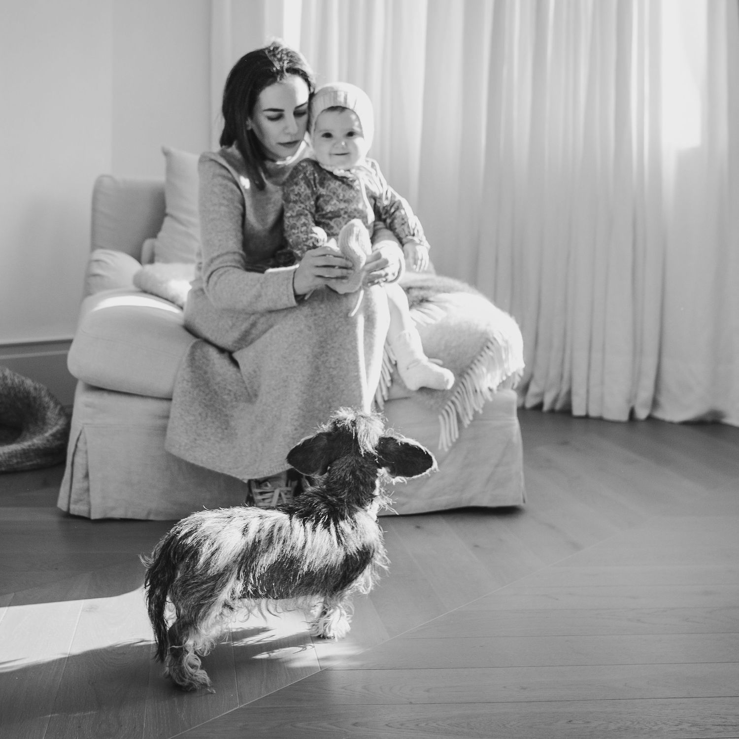 fotografía de perros y mascotas en madrid
