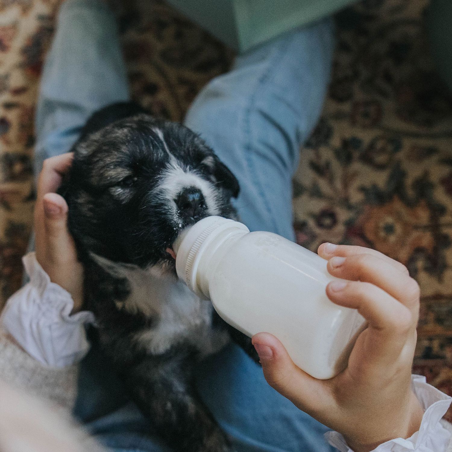 sesión de fotos de un cachorro bebiendo leche