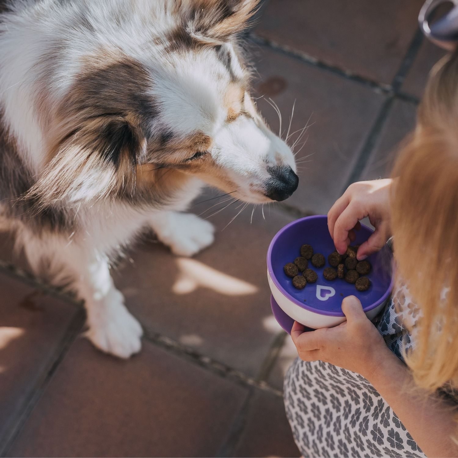 perro comiendo en una sesión de fotos