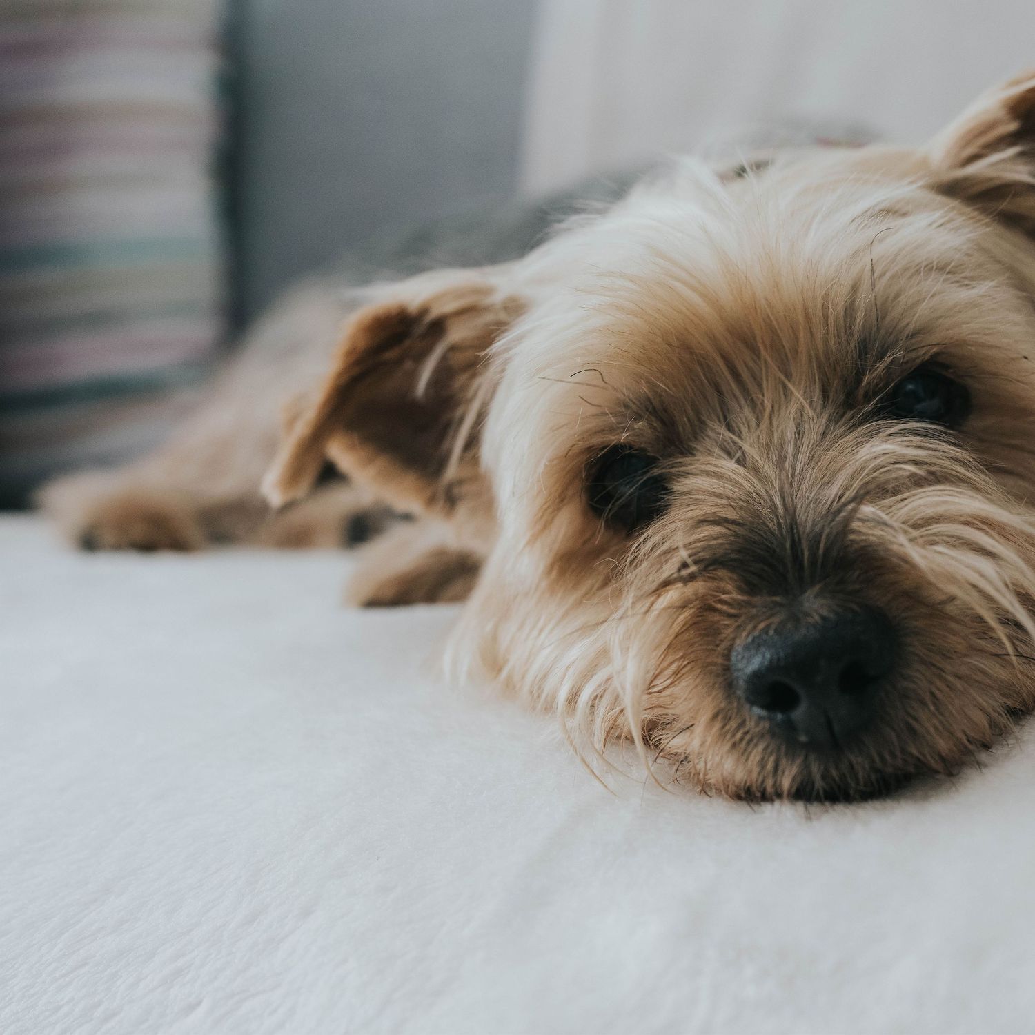 perro tumbado cansado tras una sesión de fotos