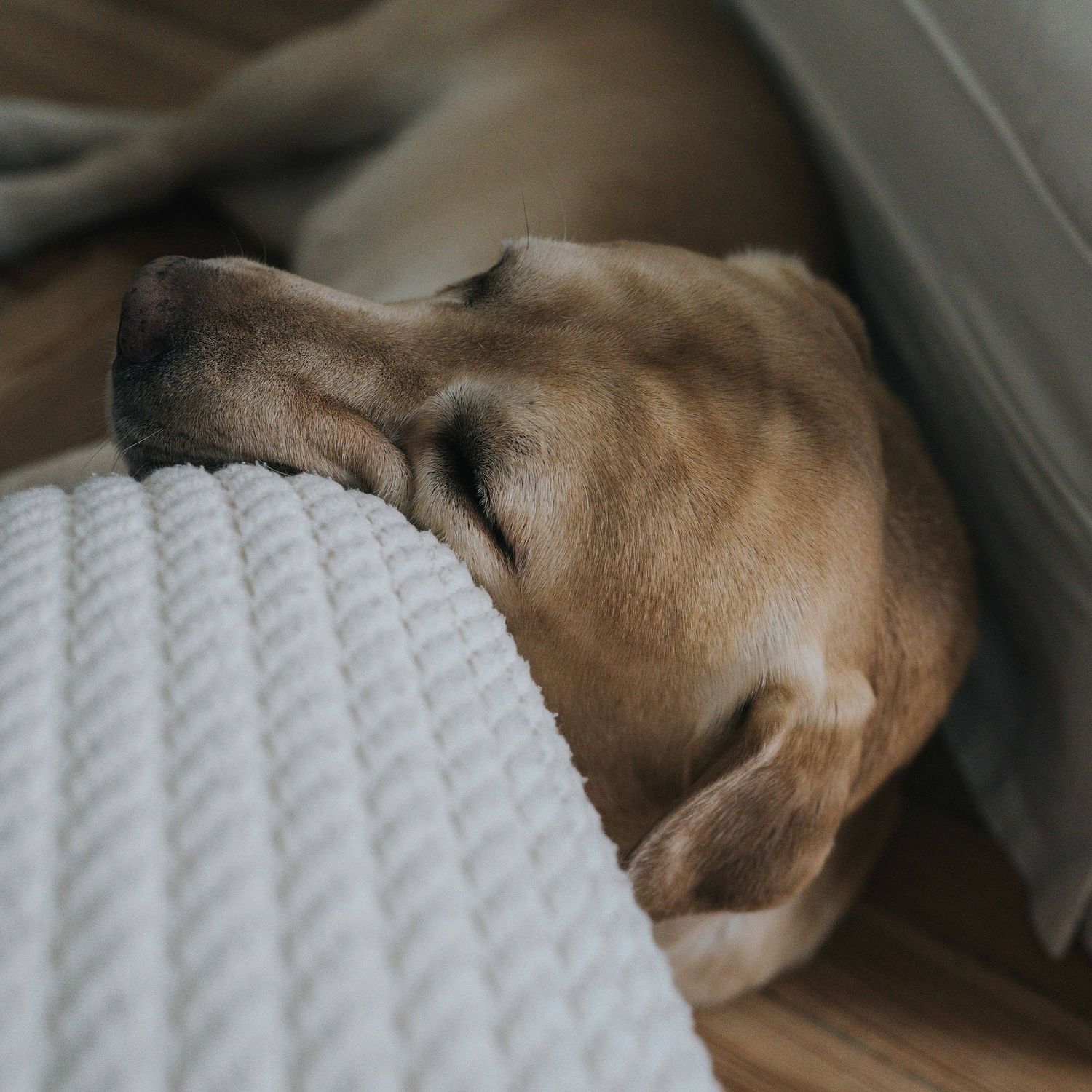 sesión de fotos de un perro en el suelo cansado