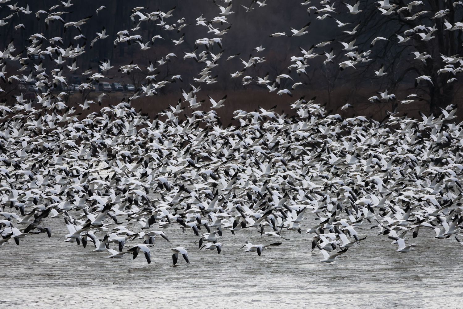 A large flock of white seabirds taking flight over dark water in dramatic black and white photography.