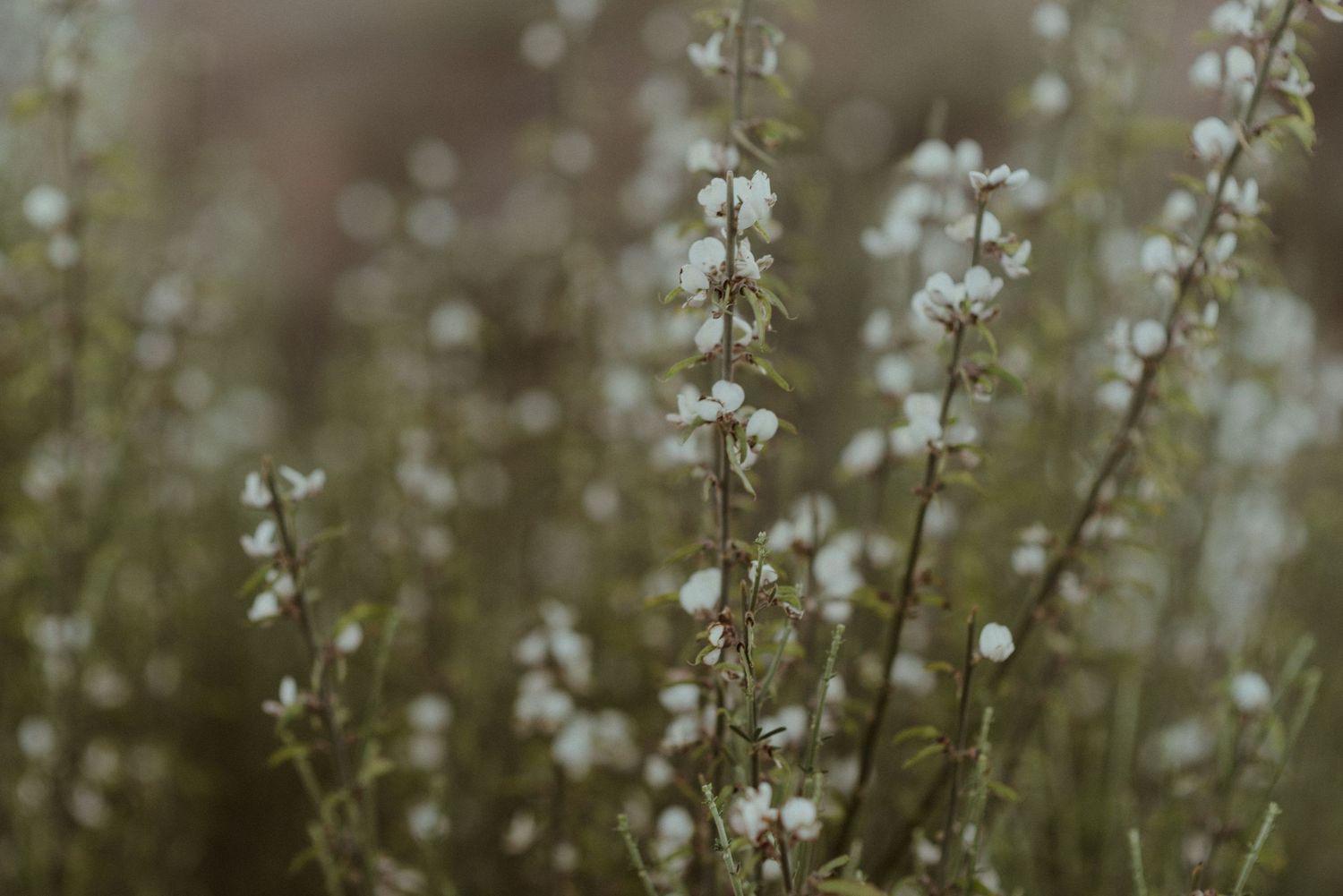 Delicate white wildflowers blooming against a soft blurred natural background.