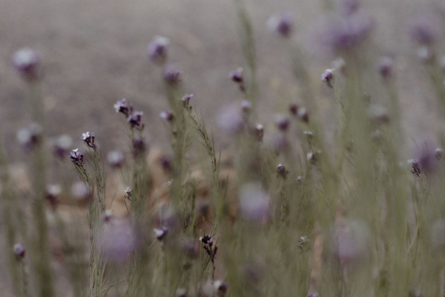 Purple wildflowers blooming in a soft focus field with delicate stems.