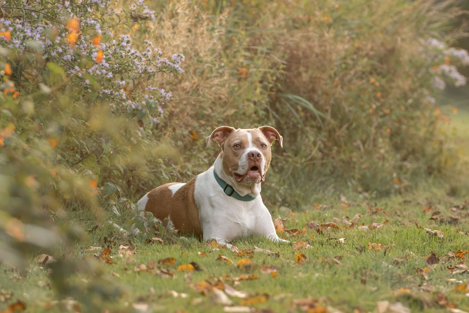 Brown and white pit bull dog lies in autumn grass surrounded by fallen leaves and wild foliage.